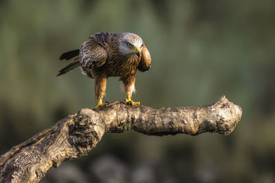 Close-up of kite perching on branch