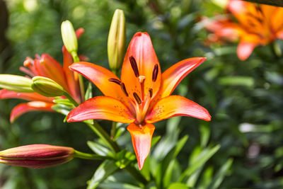 Close-up of day lily blooming outdoors