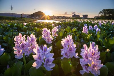 Close-up of purple flowering plants against sky