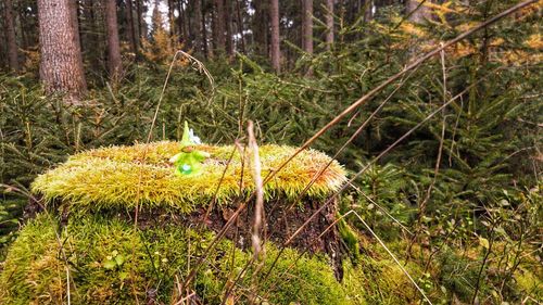 Close-up of mushroom growing on field