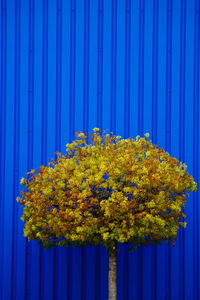 Yellow flowering plants against blue sky