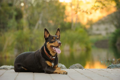 Close-up portrait of dog