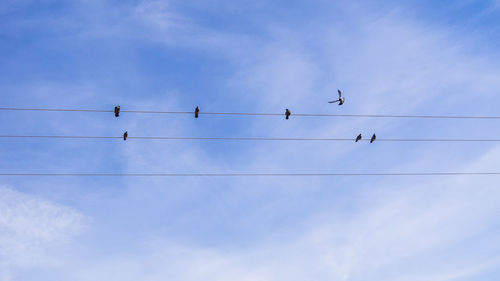 Low angle view of birds on power lines against blue sky