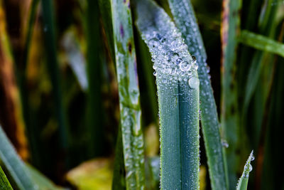 Close-up of wet plant