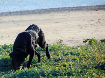 Dog on beach