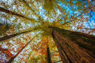 Low angle view of trees in forest during autumn