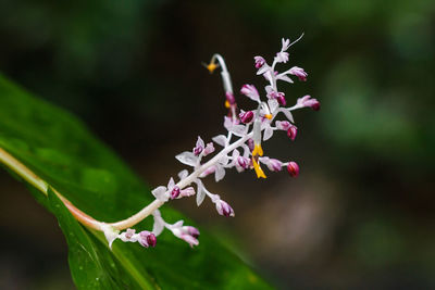 Close-up of pink flowering plant