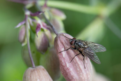 Close-up of insect on leaf