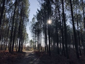 Sunlight streaming through trees in forest