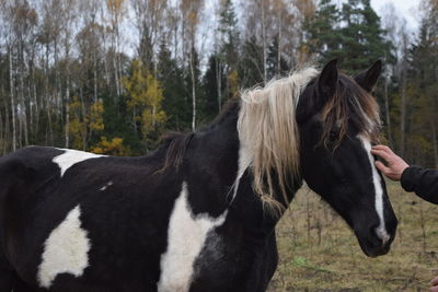 Horse standing in a field