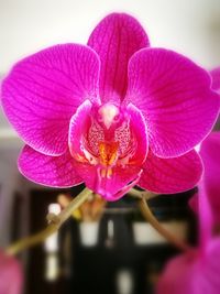 Close-up of pink flower blooming outdoors