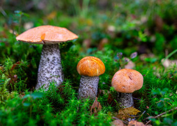 Close-up of mushroom growing on field