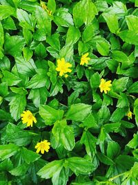 Full frame shot of flowering plants