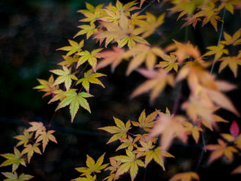 Close-up of leaves on tree at night