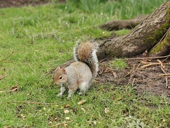 Squirrel on field