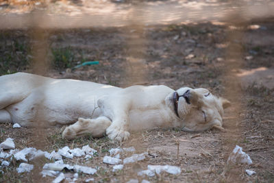 View of a dog relaxing on land