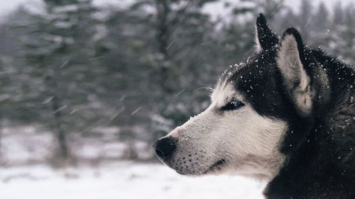 Close-up of dog looking away