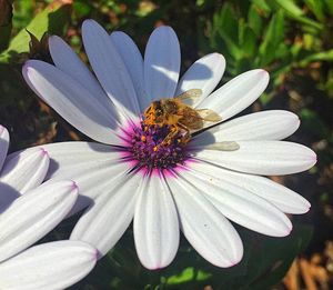 Close-up of honey bee on white daisy