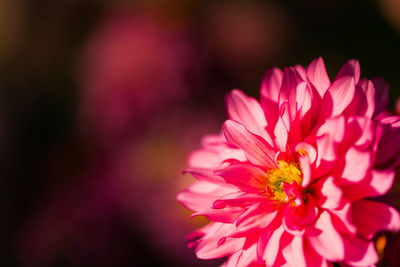 Close-up of pink flower blooming outdoors