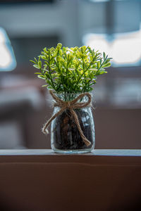 Close-up of potted plant