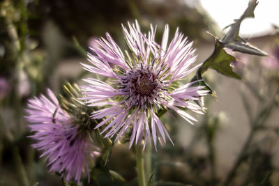 Close-up of purple thistle flower