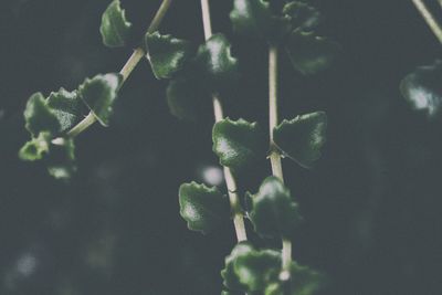 Close-up of plant growing outdoors