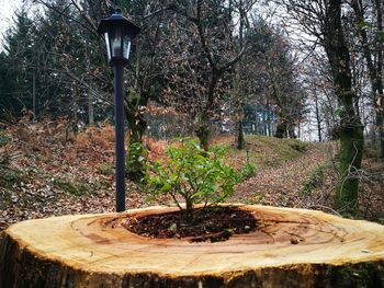 Trees and plants in park