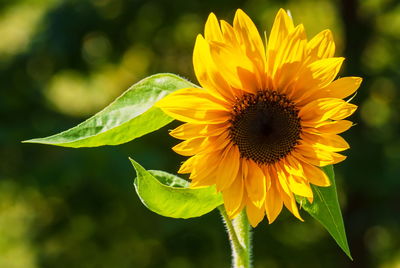 Close-up of sunflower on plant