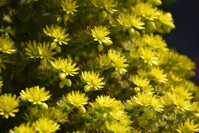 Close-up of yellow flowering plants