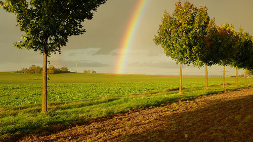 Scenic view of agricultural field against sky