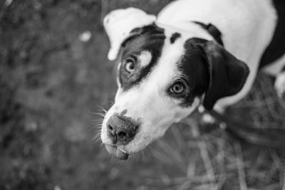 Close-up of dog looking away