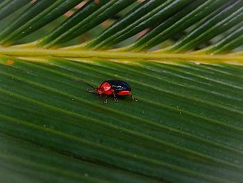 Close-up of ladybug on leaf