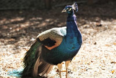 Close-up of a peacock