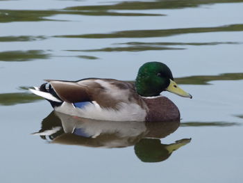 Close-up of duck swimming on lake