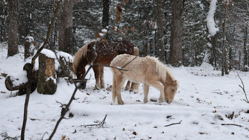 Horses on snow covered field