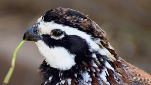 Close-up of a bird