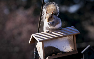 Close-up of squirrel