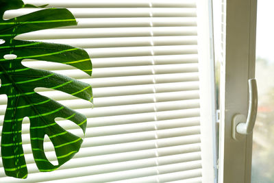 Monstera deliciosa indoor flower stands near the window, a flower in a pot at home