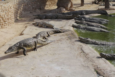 High angle view of crocodile in zoo