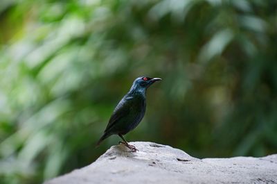 Close-up of bird perching on rock