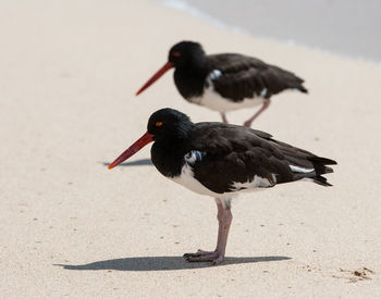 Oystercatchers at sandy beach