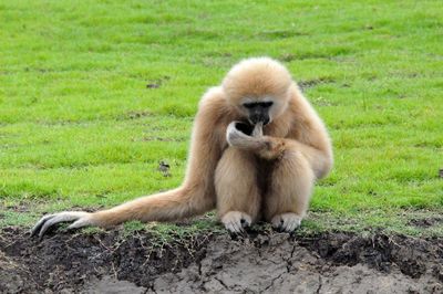 Front view of lar gibbon sitting on mud in field