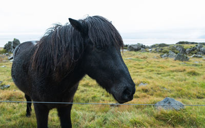 Close-up of a horse on field