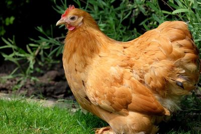 Close-up of rooster on field