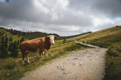Horses grazing on grassy field against cloudy sky
