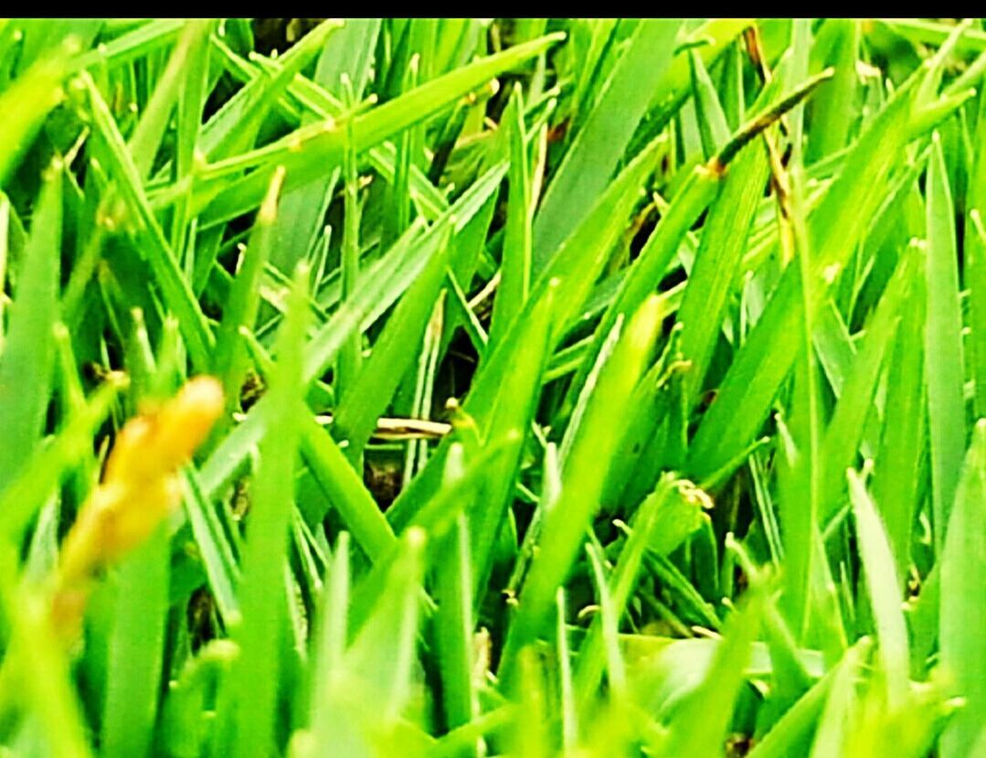 FULL FRAME SHOT OF GREEN PLANTS