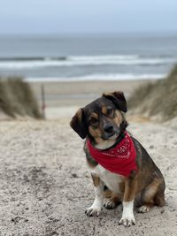 Dog on beach