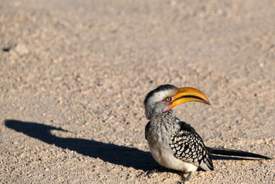 Close-up of yellow duck on dirt road