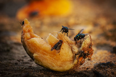 Close-up of flies on fruit