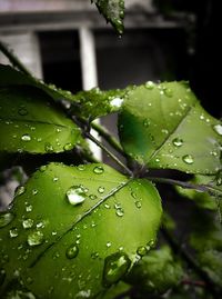 Close-up of water drops on plant